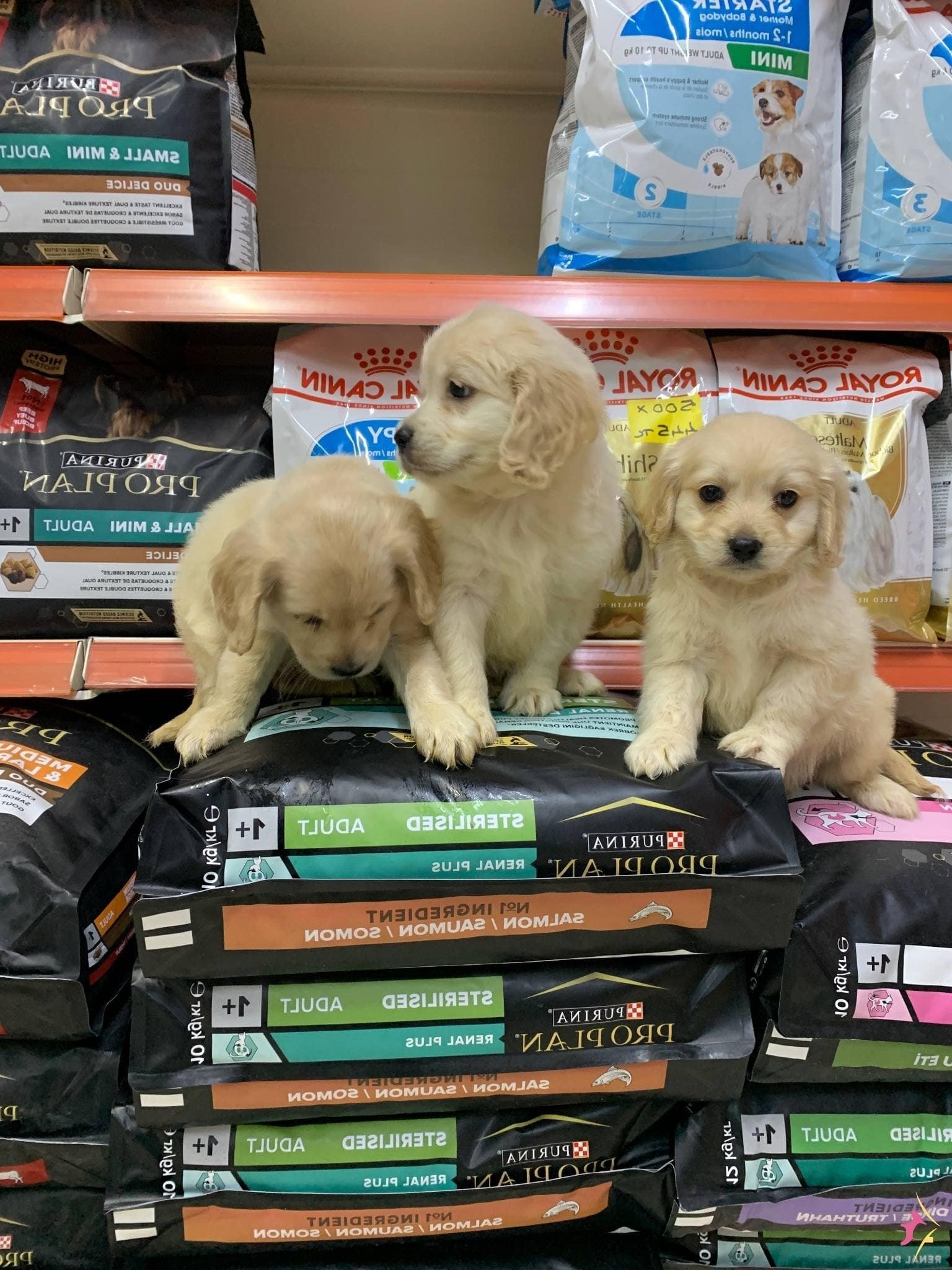 Bu Yavruları Görmeden Karar Vermeyin