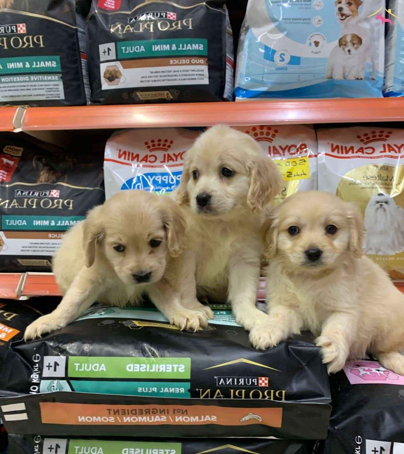 Bu Yavruları Görmeden Karar Vermeyin