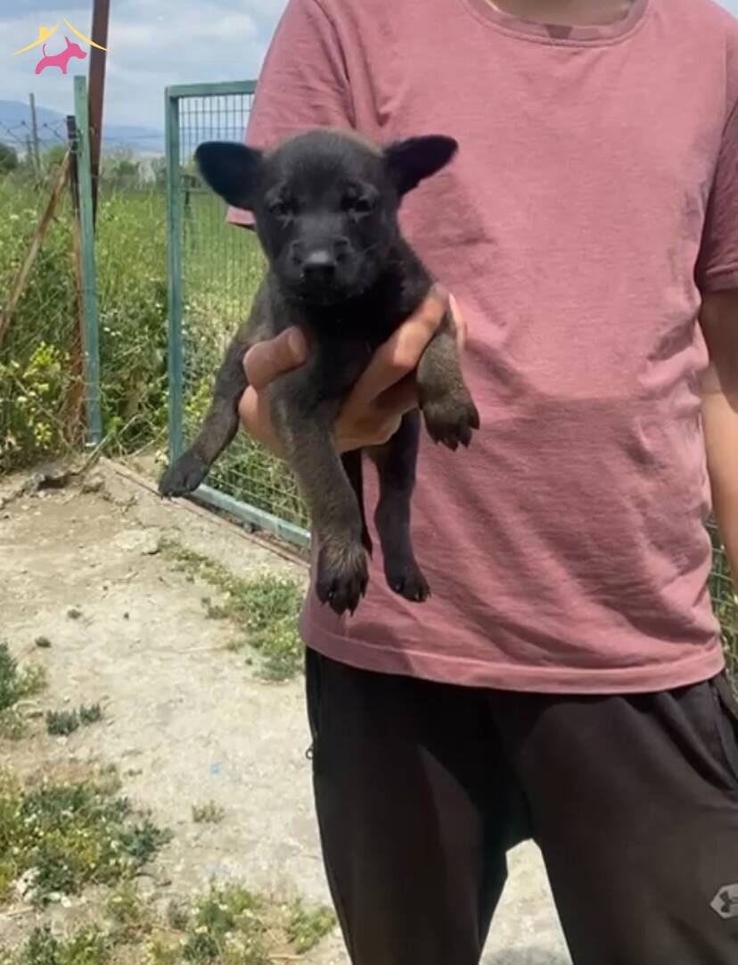 Koyu Maske A Kali̇te Mali̇nos Yavrular