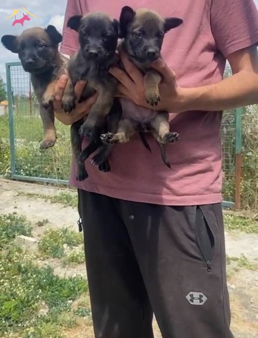 Koyu Maske A Kali̇te Mali̇nos Yavrular