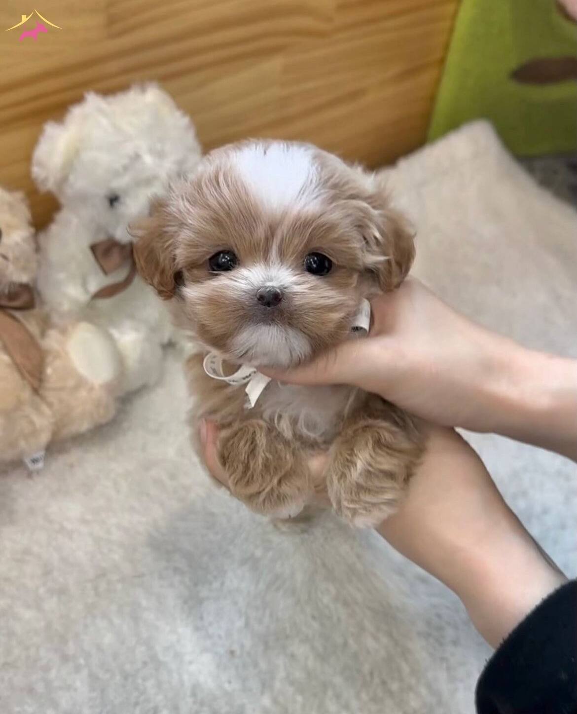 Korean Baby Face Teacup Yavrularımız