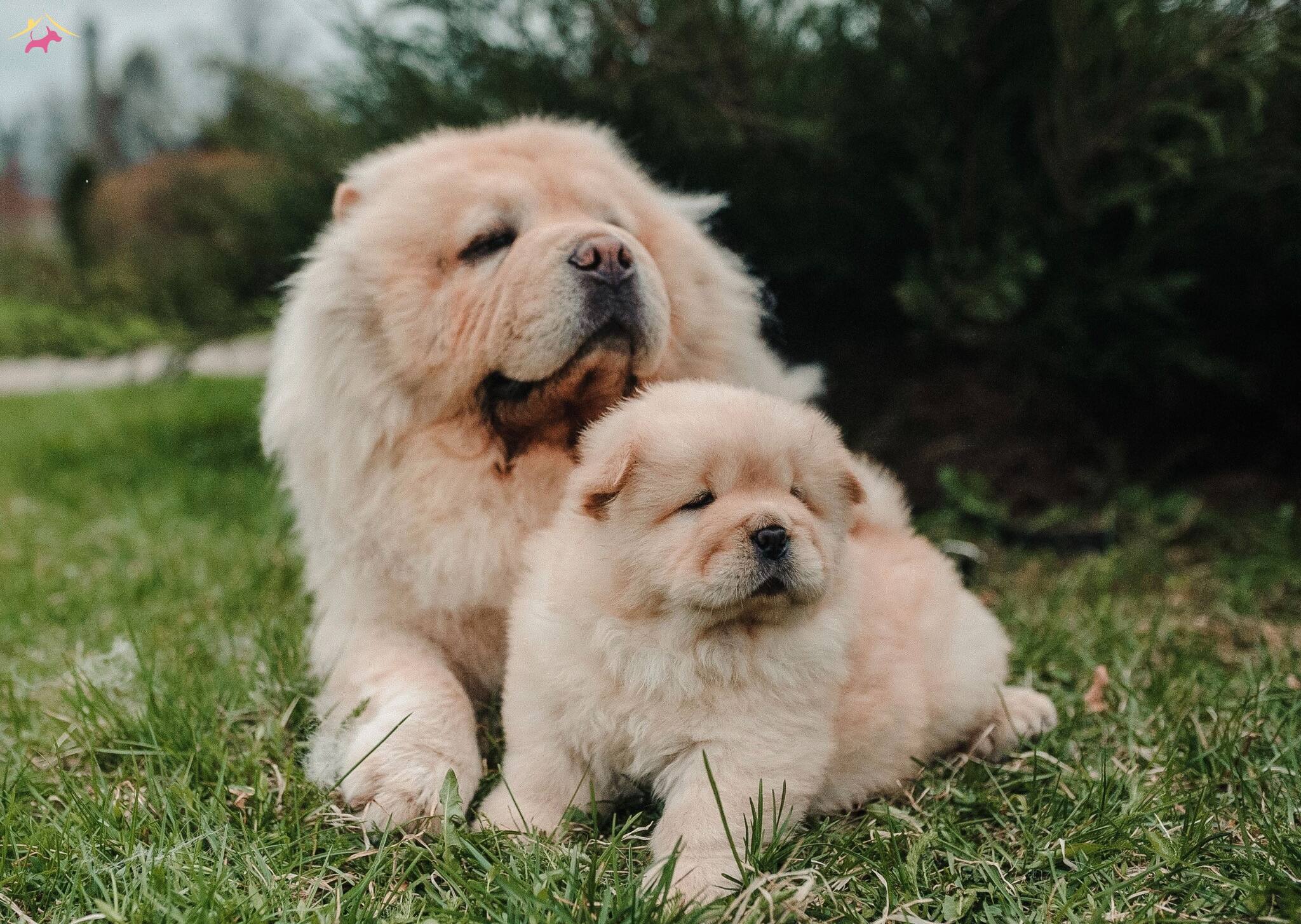 Ayı Surat Chow Chow Cin Aslanı Yavrularım