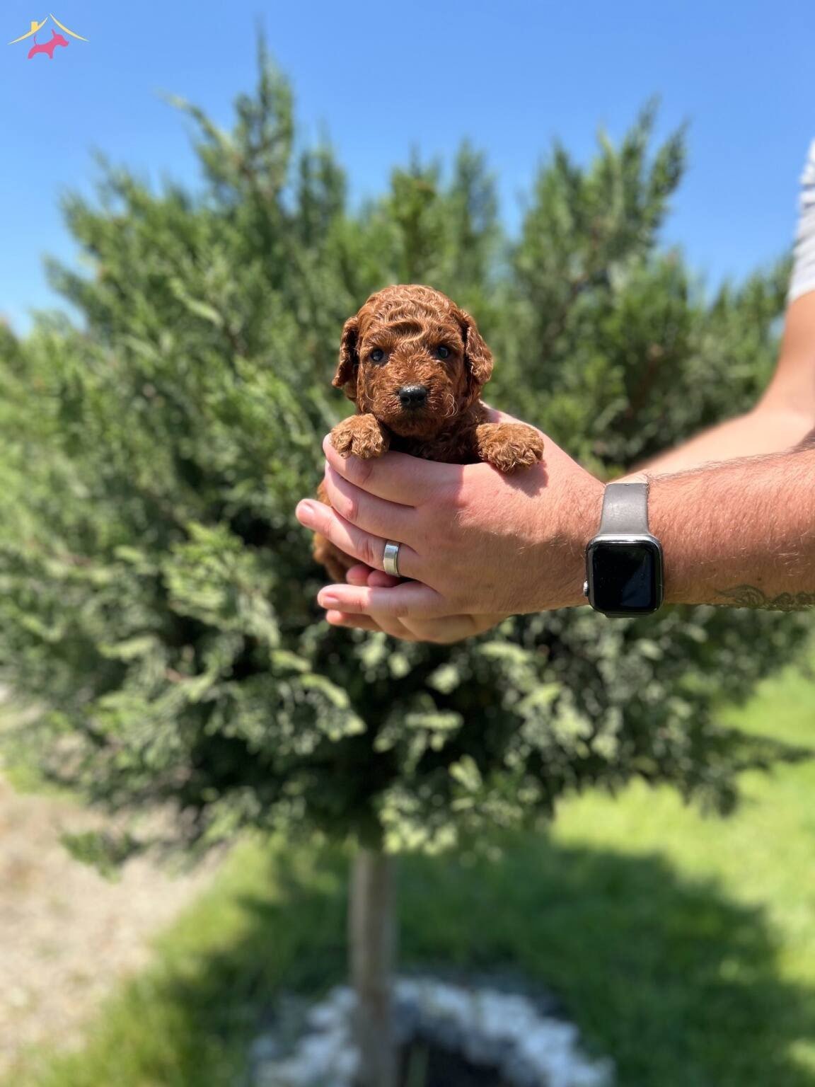 Tea Cup Red Browne Poodle Yavrularımiz