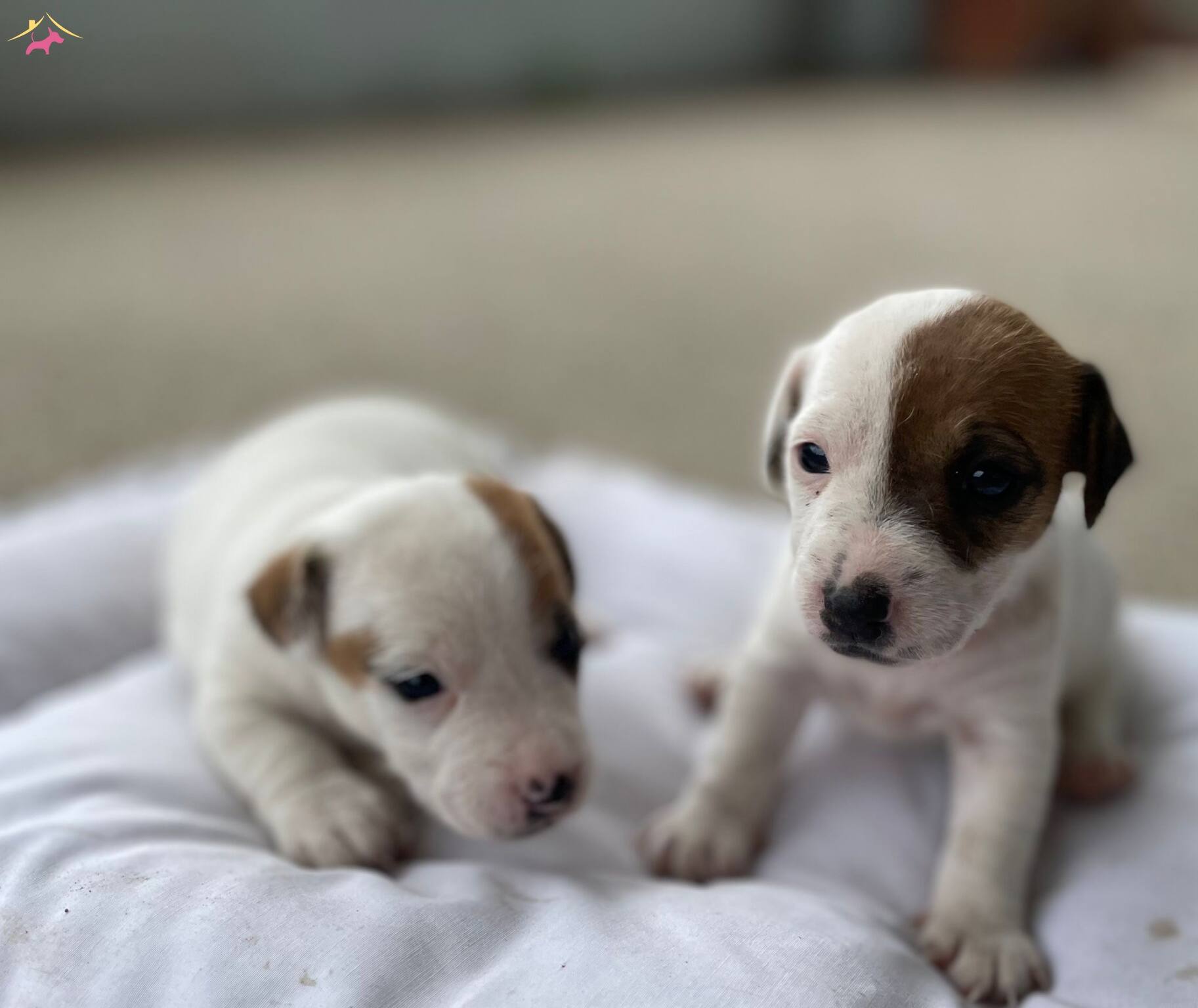 Kısa Bacak Jack Russell