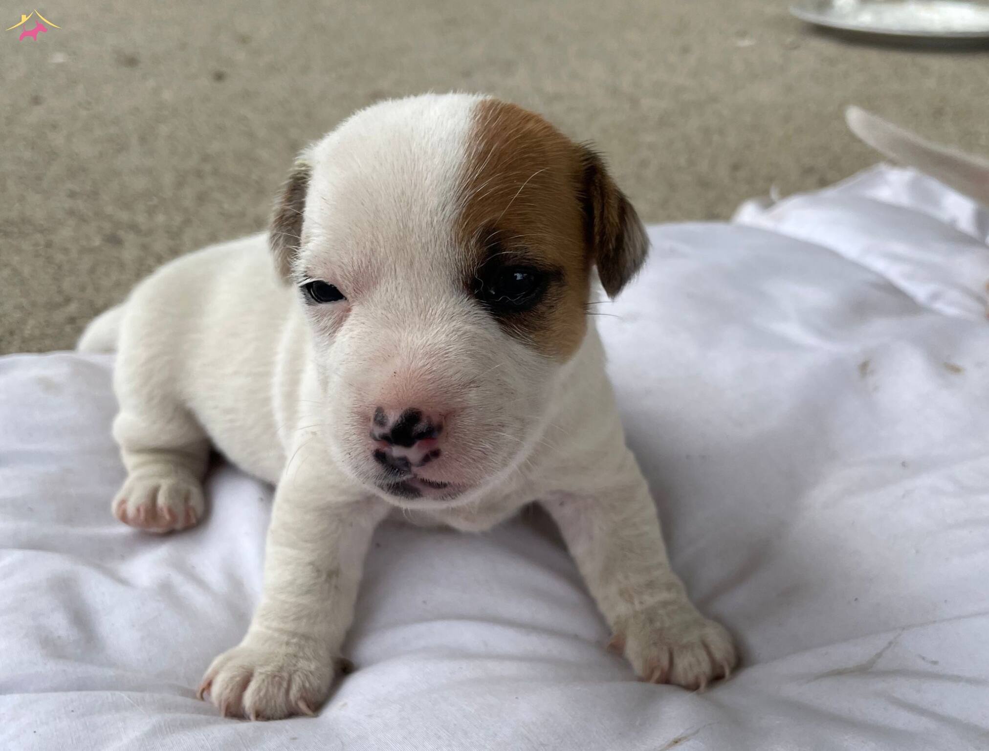 Kısa Bacak Jack Russell