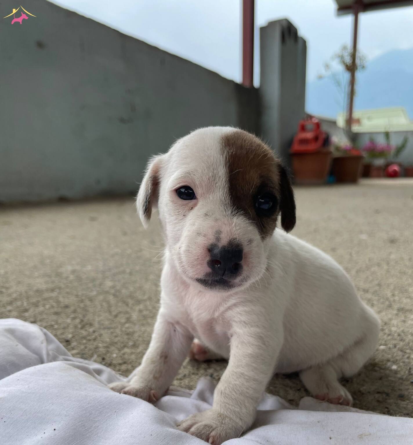 Kısa Bacak Jack Russell