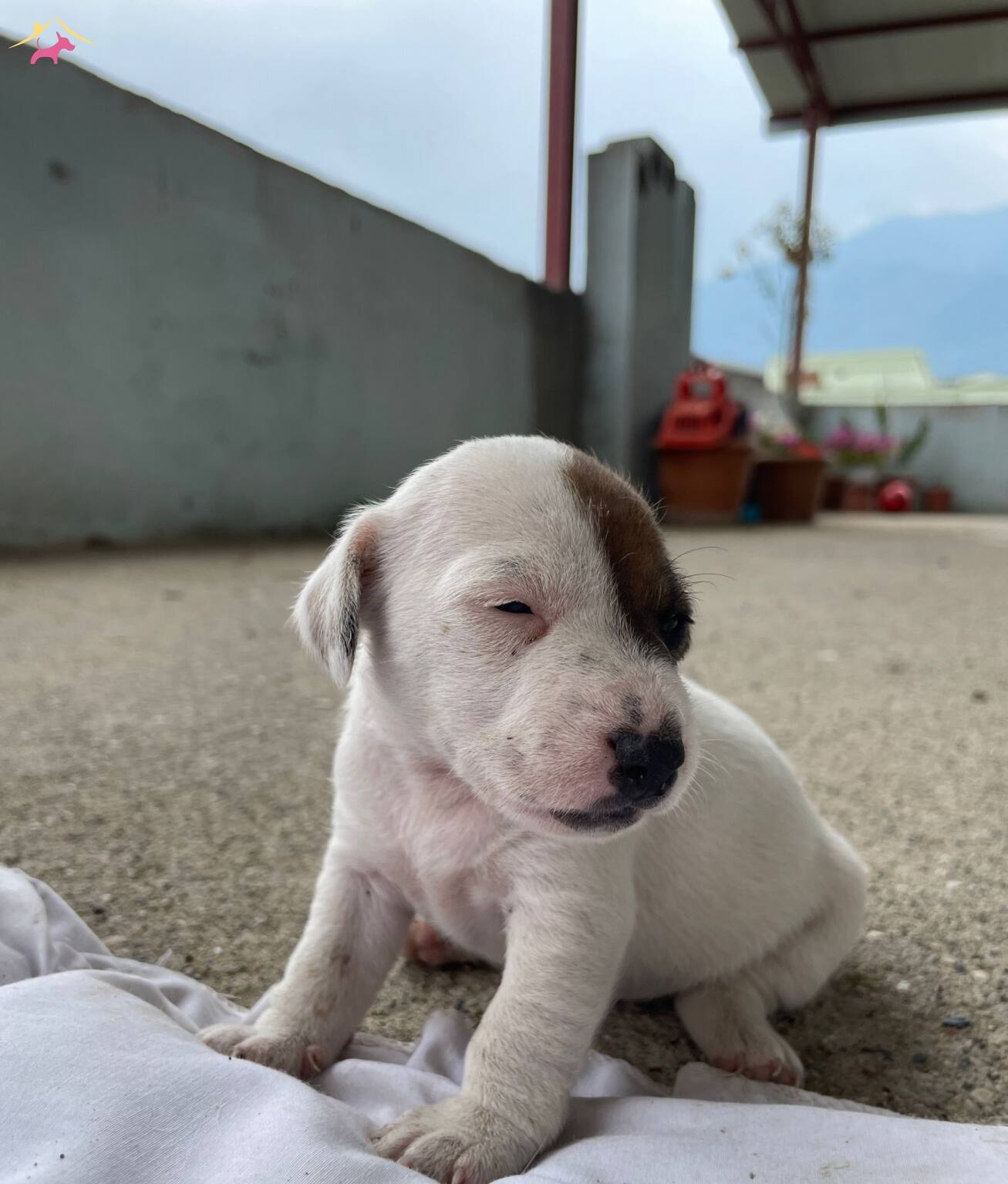 Kısa Bacak Jack Russell