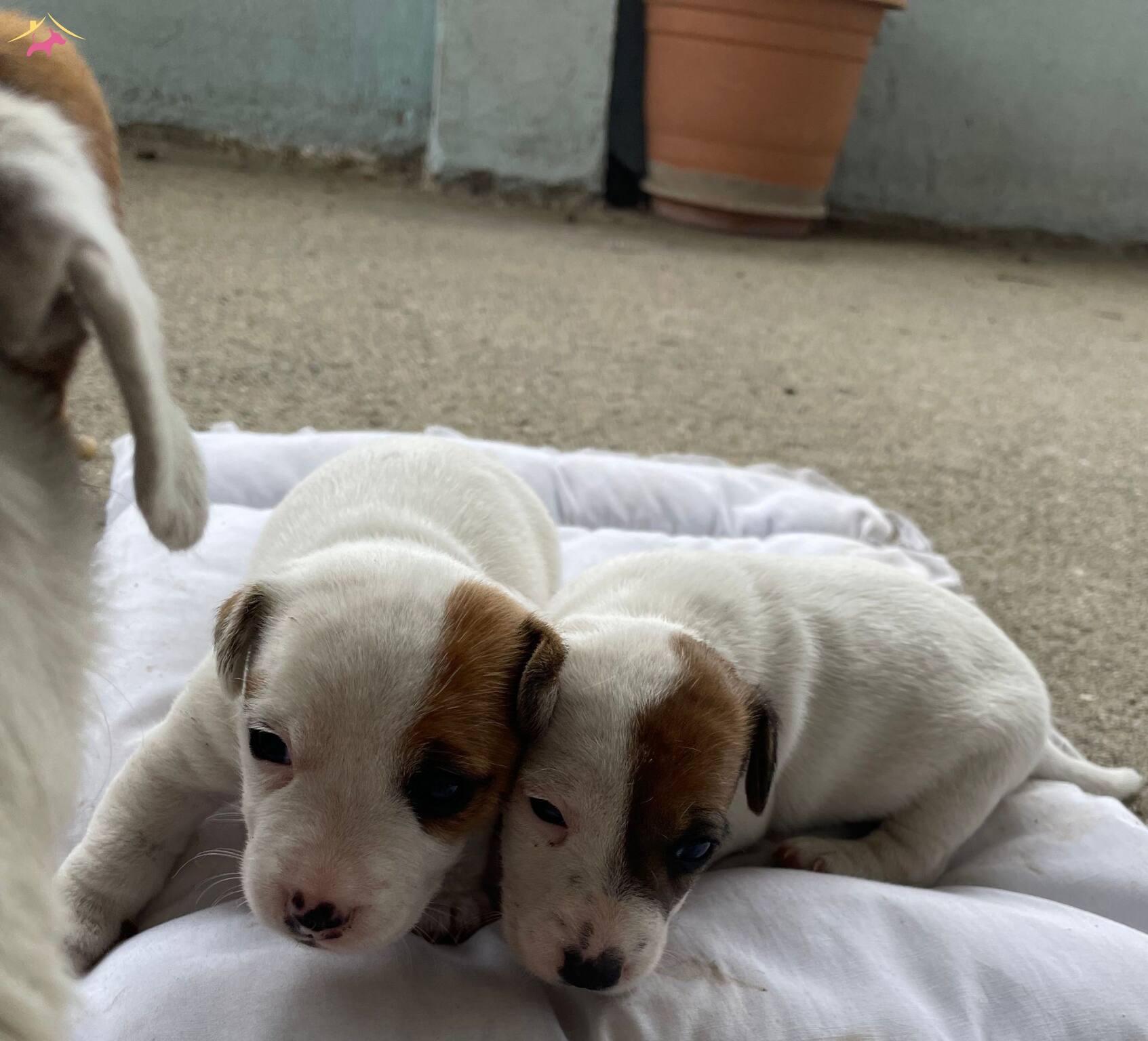 Kısa Bacak Jack Russell