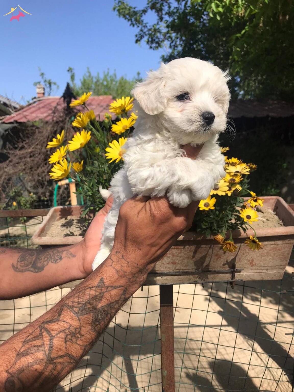 Aşılı Maltese Terrier Bebekleri