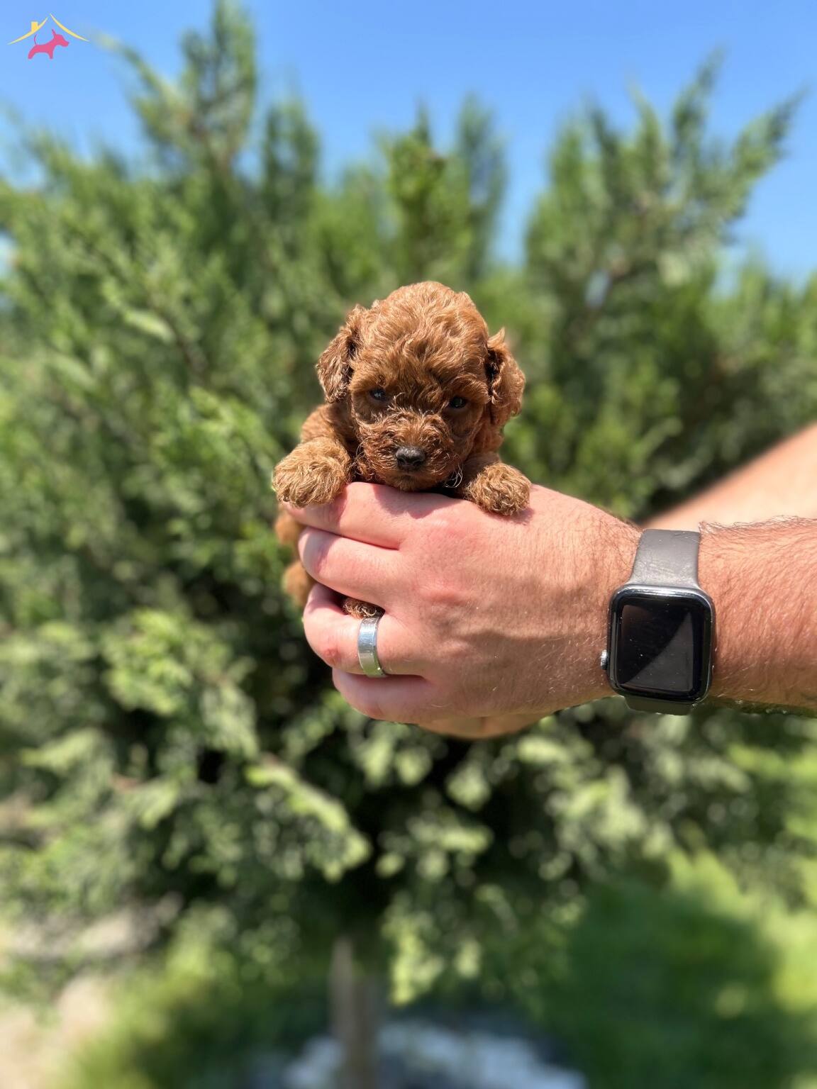 Irk Garantili Toy Poodle Bebekler