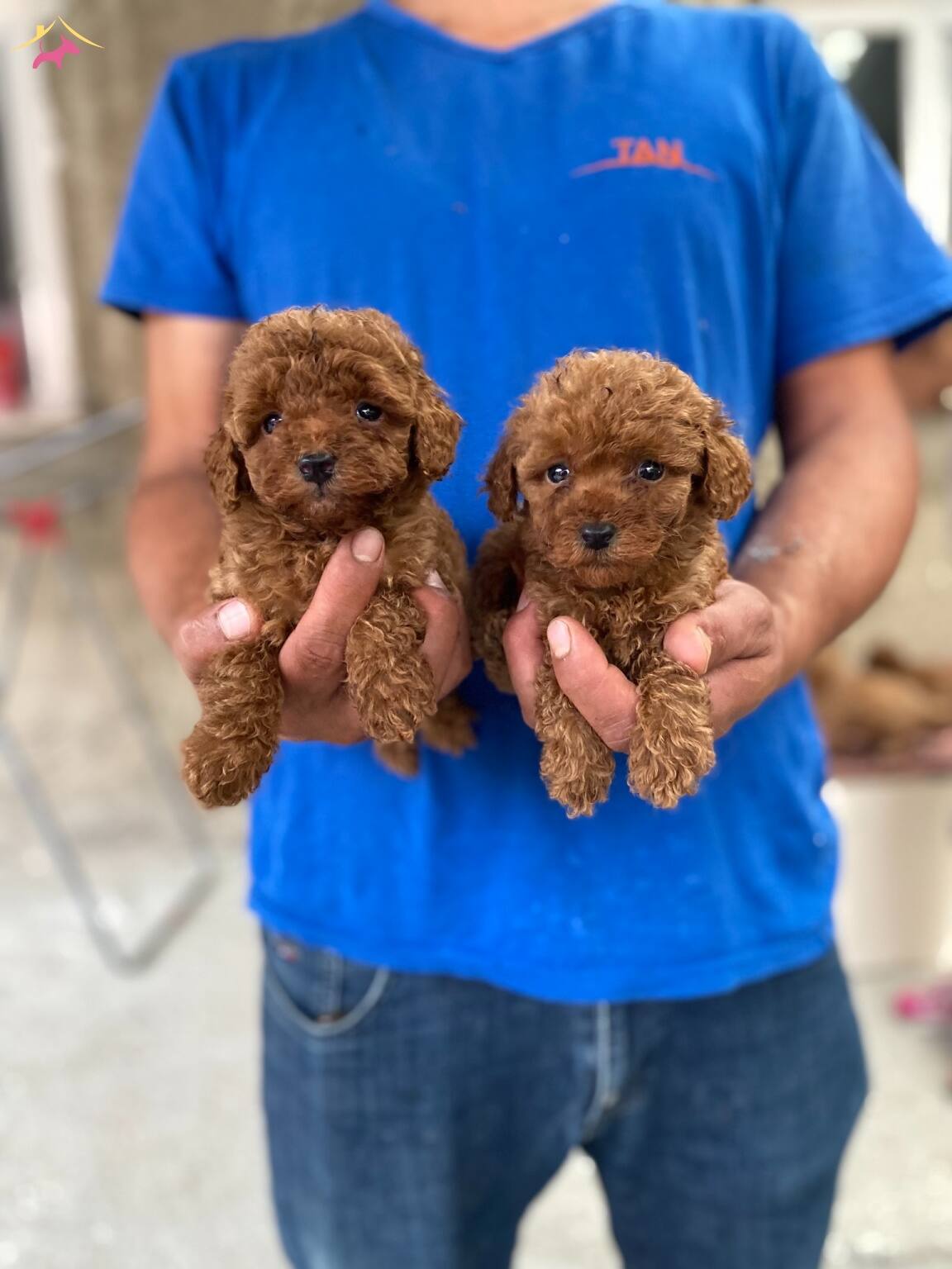 Red Toy Poodle Yavrular