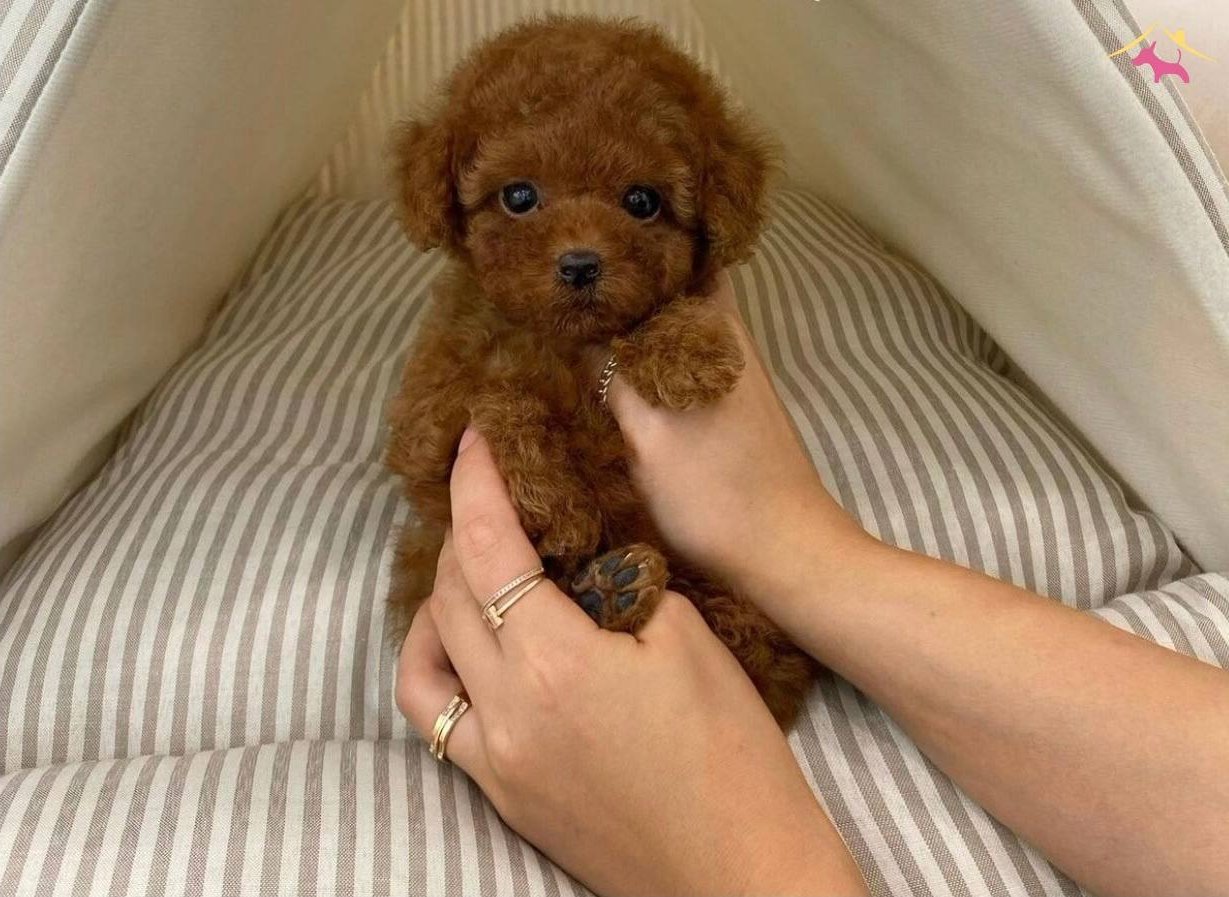 Toy Poodle Kore Kanı Safkan Yavrularımız