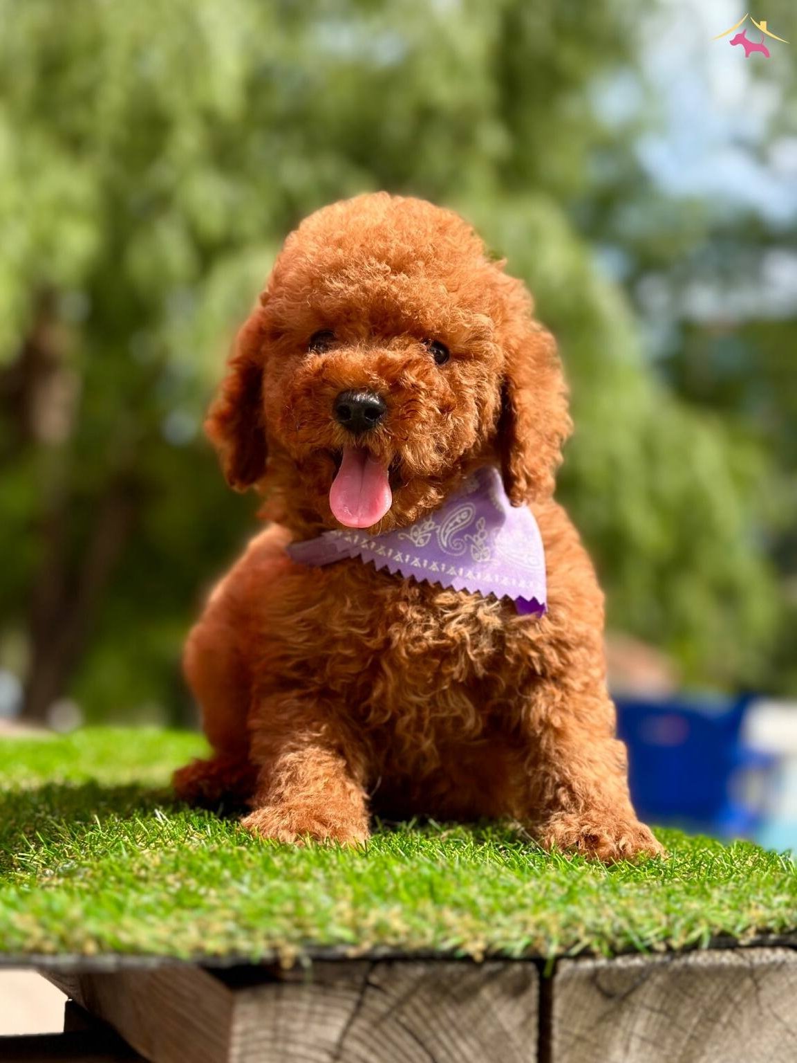 Toy Poodle Kore Yavrularımız Ruhsatlı Ciftlikten