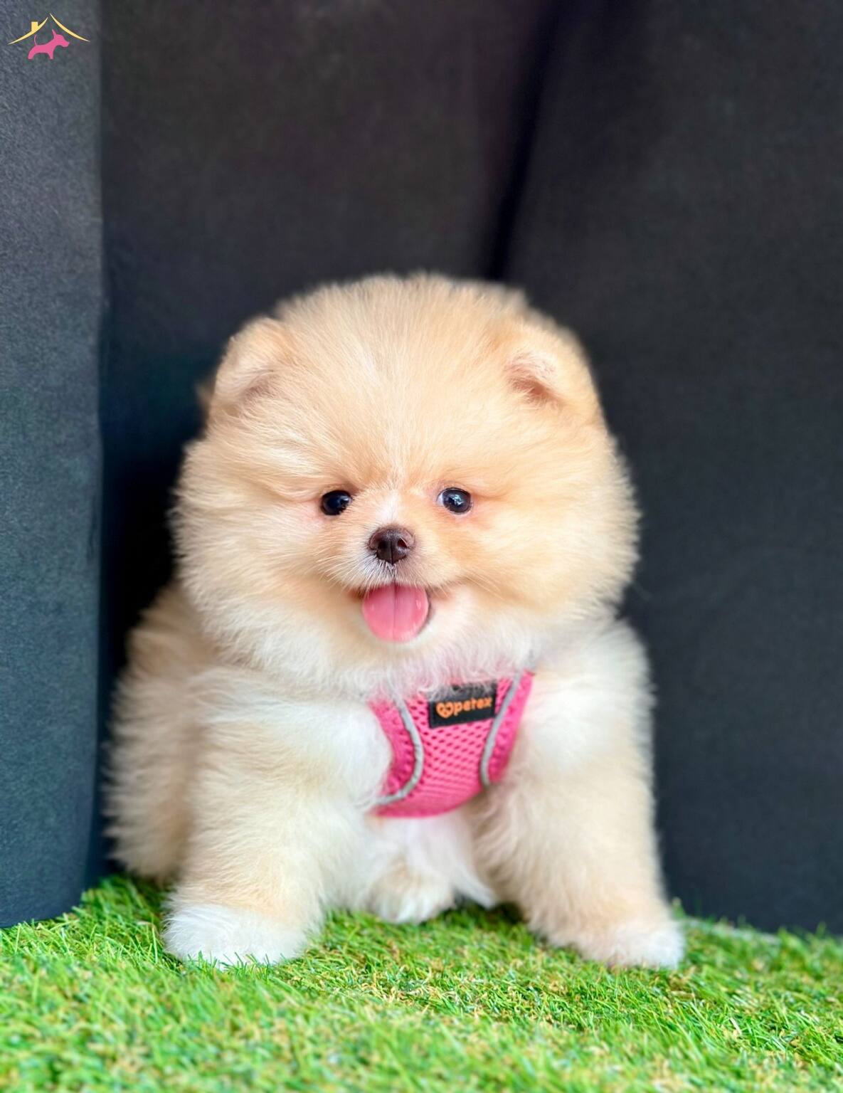 Orijinal Boo Suratli Pomeranian Yavrular