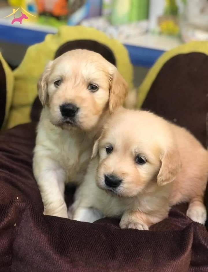 Bebek Suratlı Golden Yavrular