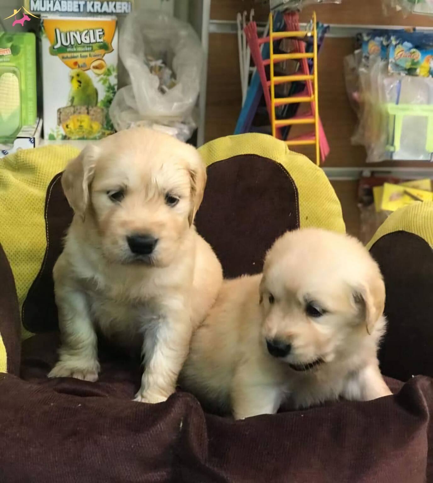 Bebek Suratlı Golden Yavrular