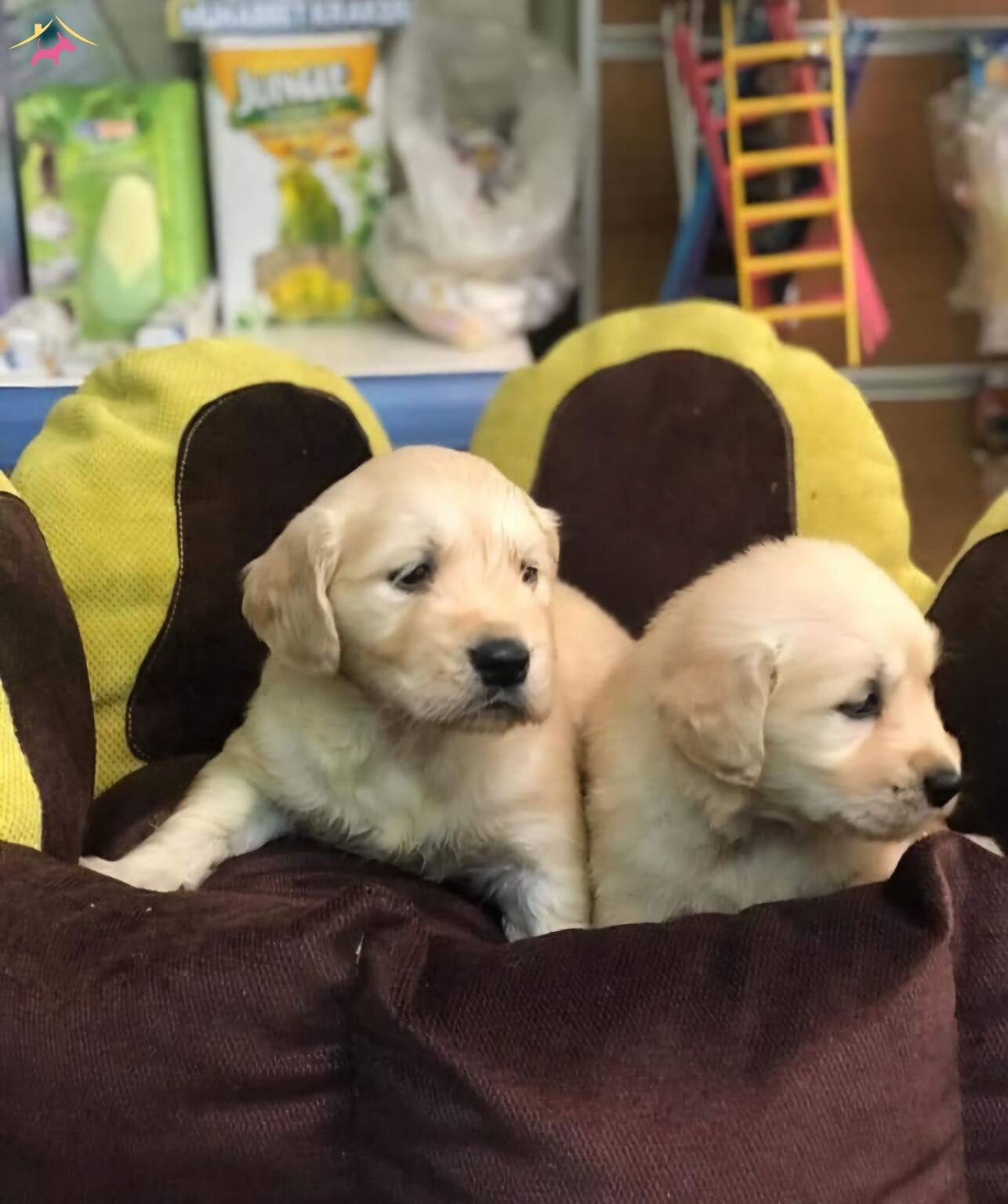 Bebek Suratlı Golden Yavrular