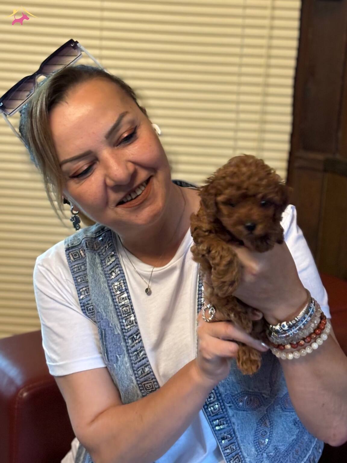 Irk Garantili Oyuncu Efsane Toy Poodle Yavrularımız