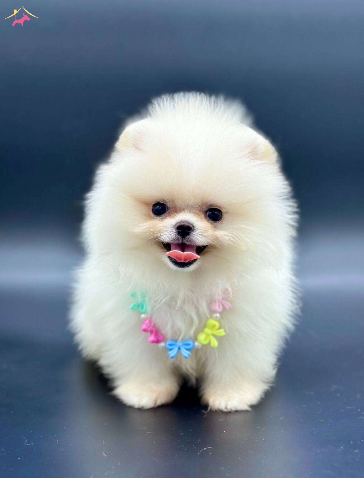 Irkının En Iyi Pomeranian Boo Yavruları