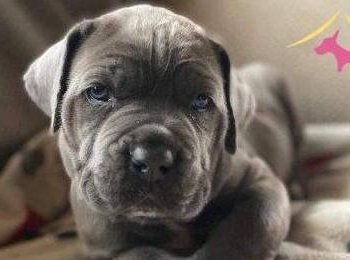 Dev Cane Corso Yavruları