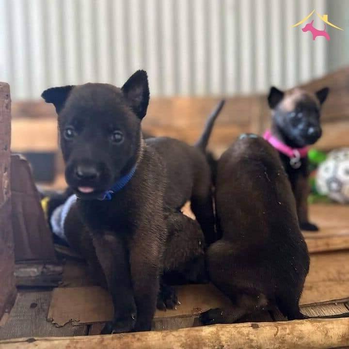 Belçi̇ka Mali̇noi̇s Safkan Yavrular