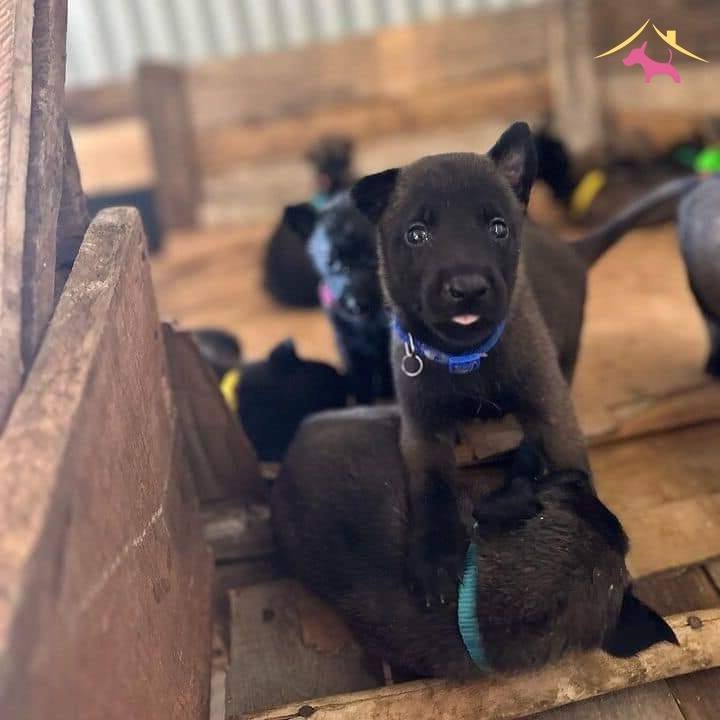 Belçi̇ka Mali̇noi̇s Safkan Yavrular