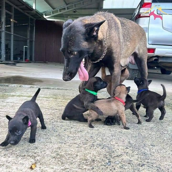 Belçi̇ka Mali̇noi̇s Safkan Yavrular