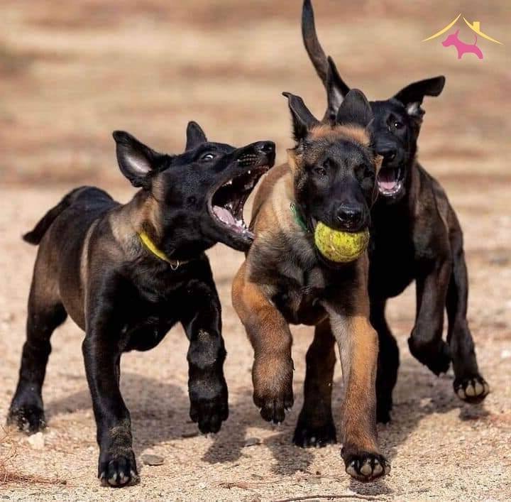 Belçi̇ka Mali̇noi̇s Safkan Yavrular