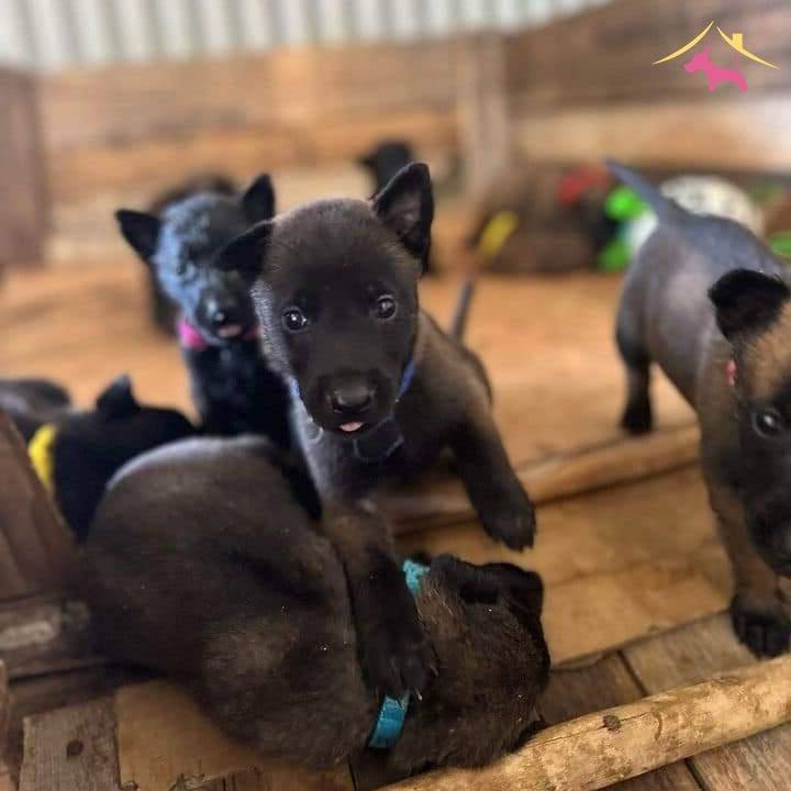 Belçi̇ka Mali̇noi̇s Safkan Yavrular