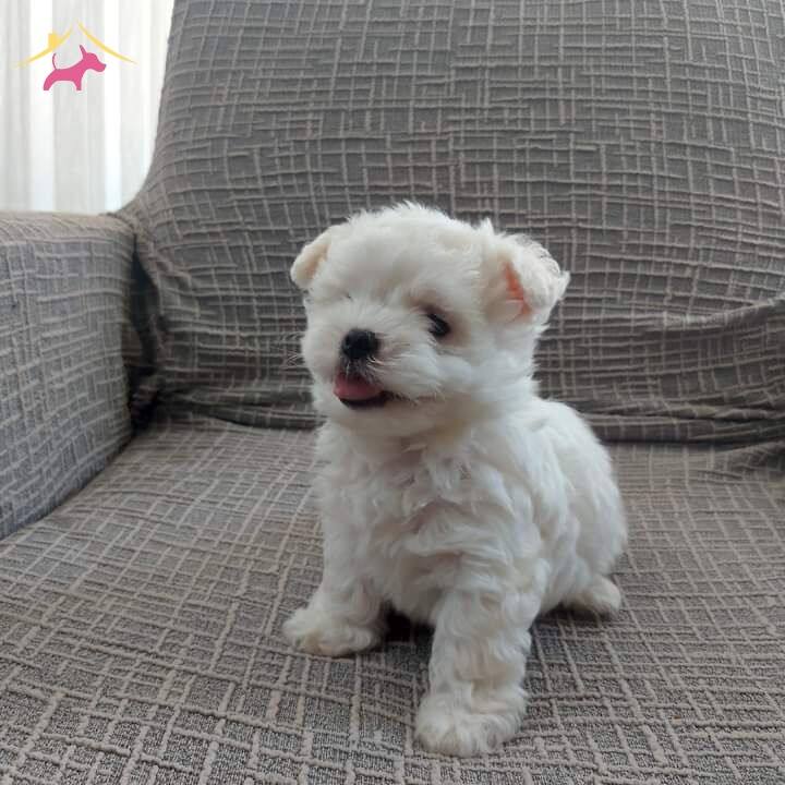 Mini Maltese Terrier Yavrular
