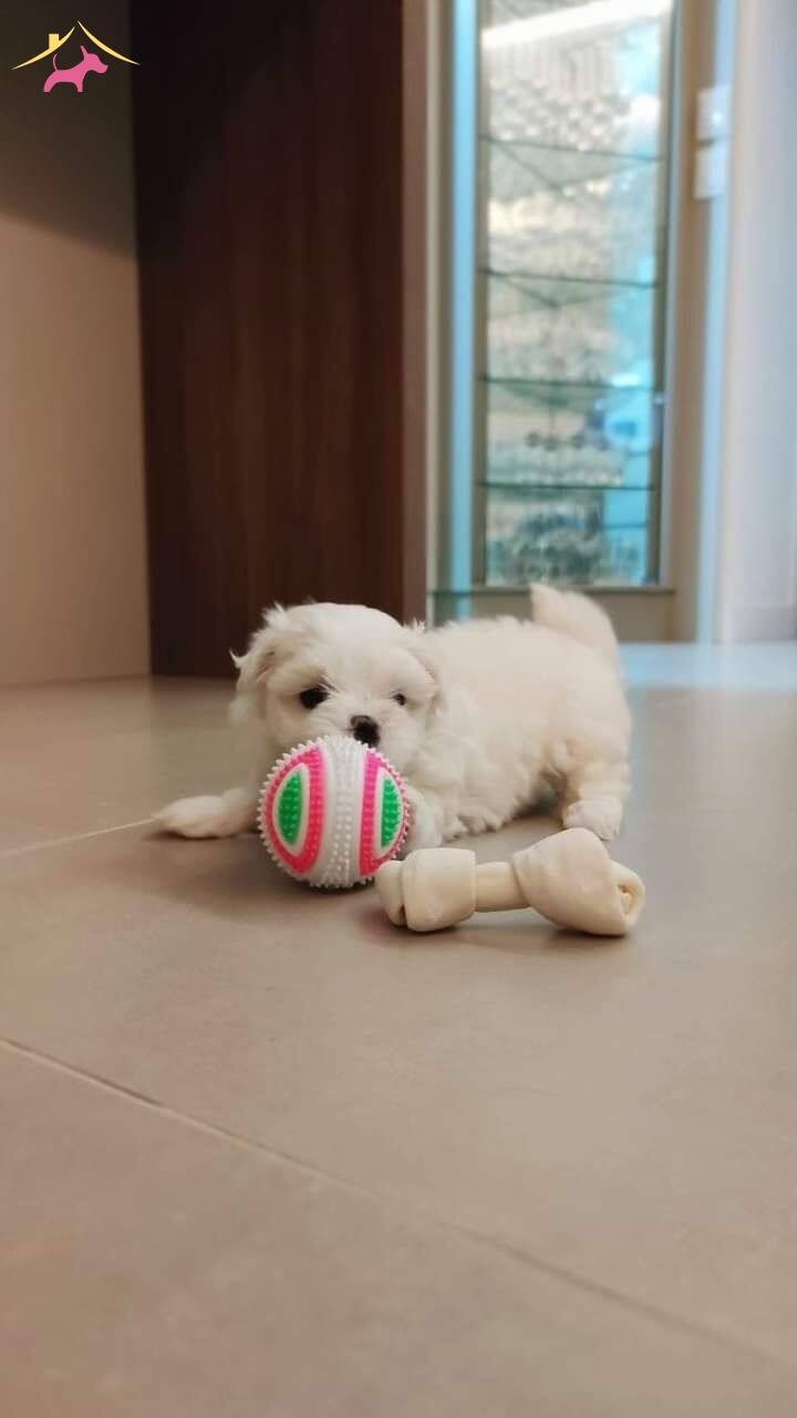 Mini Maltese Terrier Yavrular