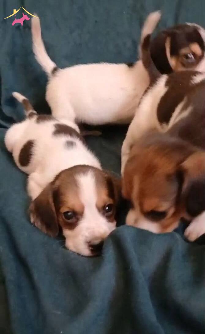 Elizabet Beagle Yavrularımız