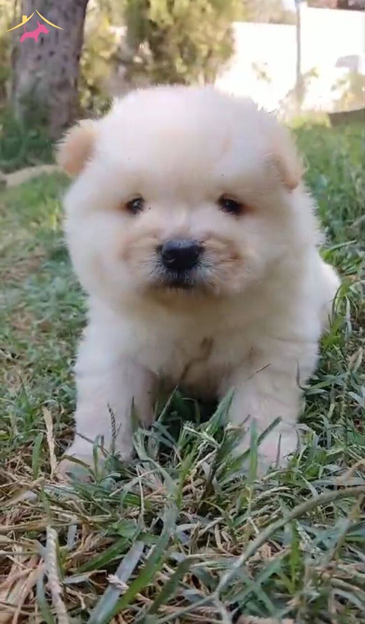 Ayı Teddy Chow Chow Yavrular