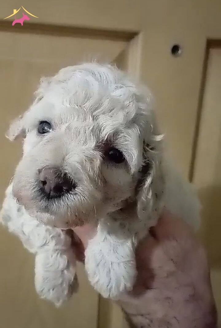 Mini Maltipo Yavrularımiz