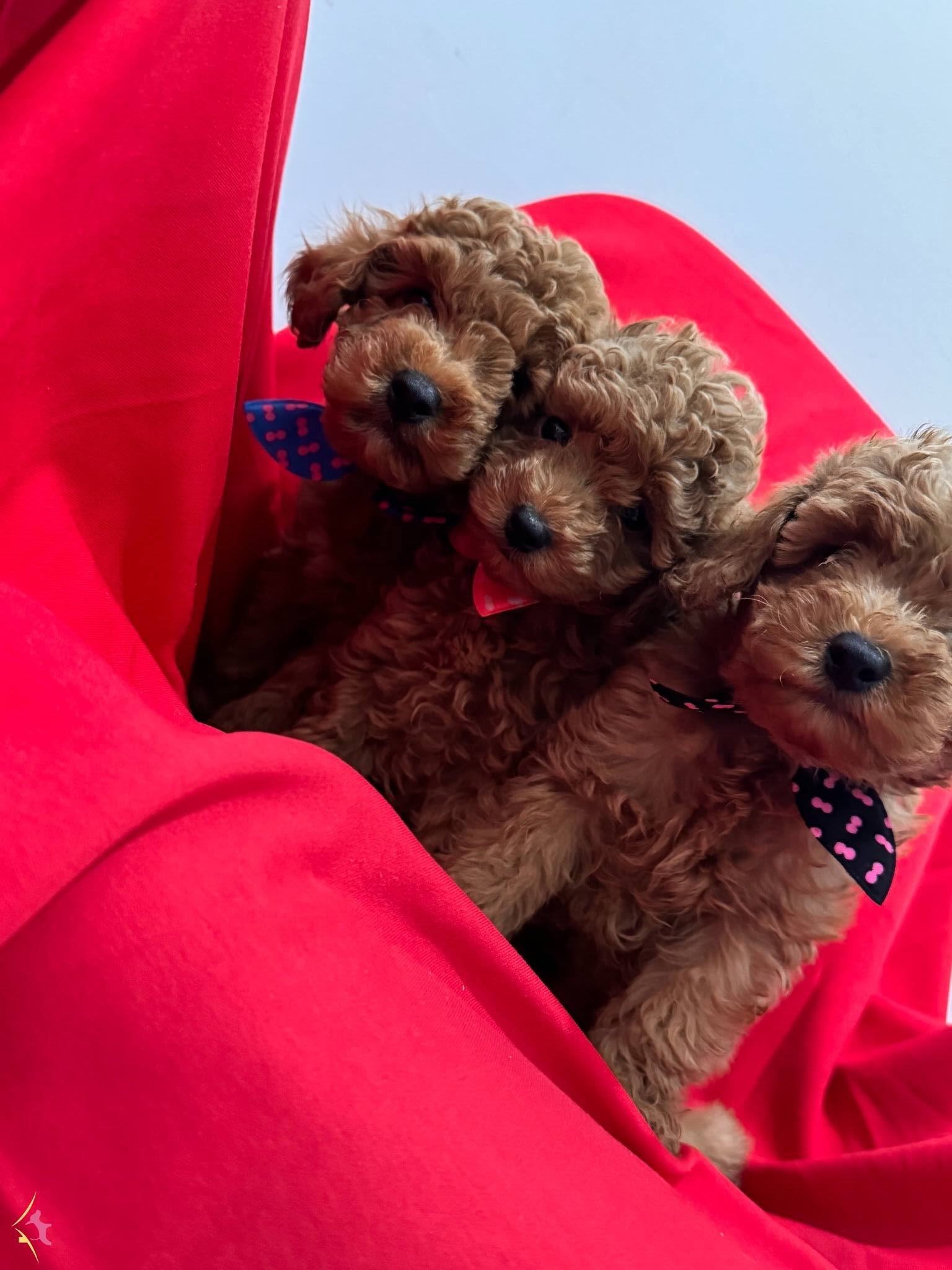 Orjinal Kg Garantili Toy Poodle