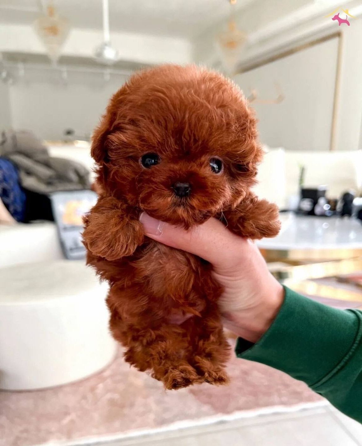 Muhteşem Surat Kore Poodle Yavruları