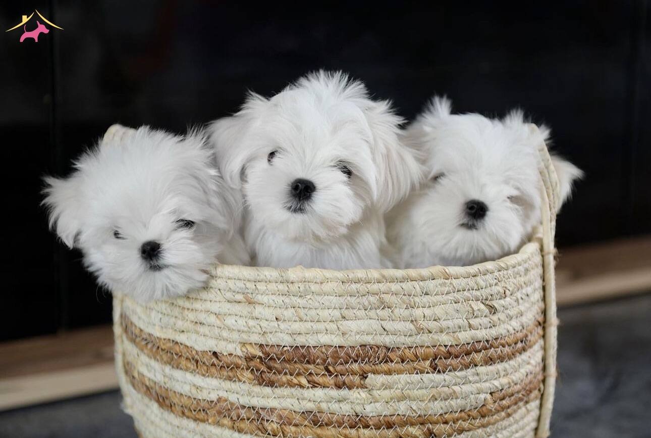Sıfır Numara Maltese Bebeklerimiz