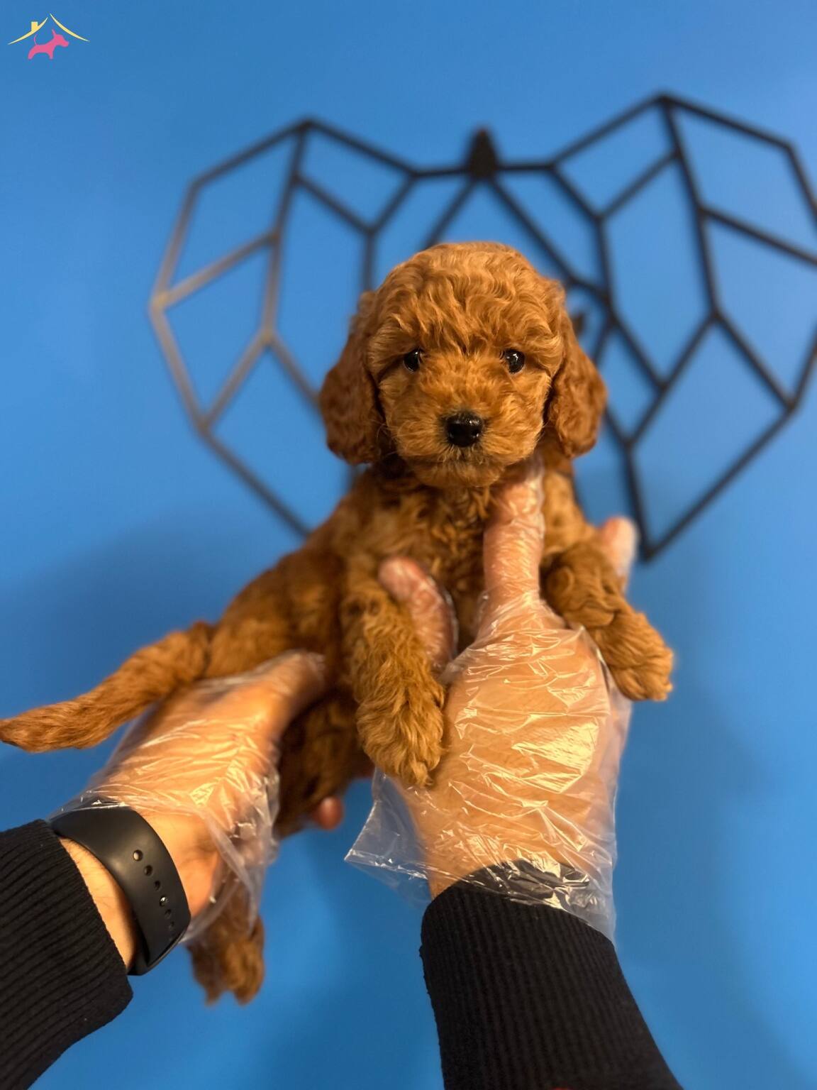 Gerçek Toy Poodle Yavrular