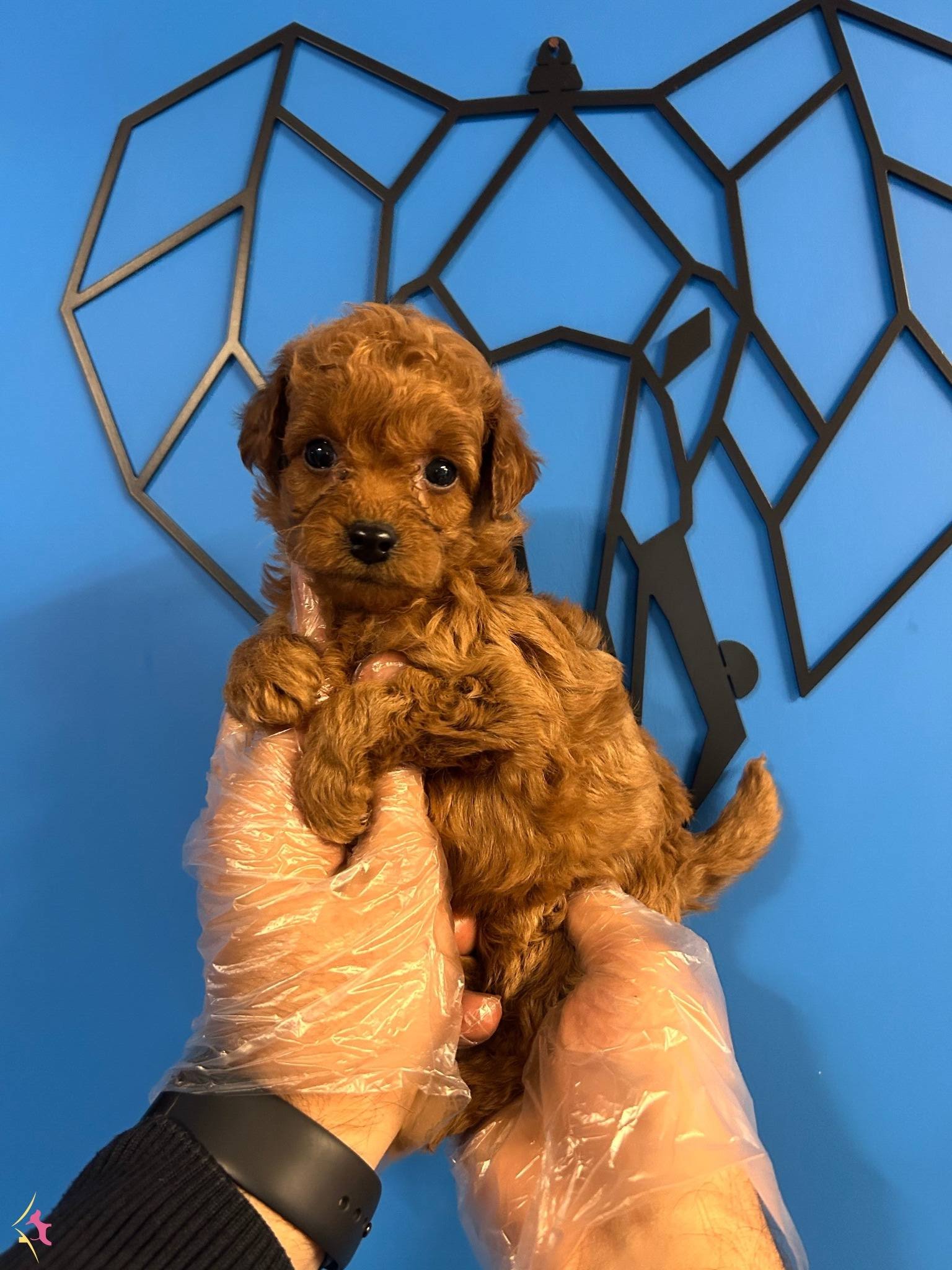 Red Brown Minik Bebekler