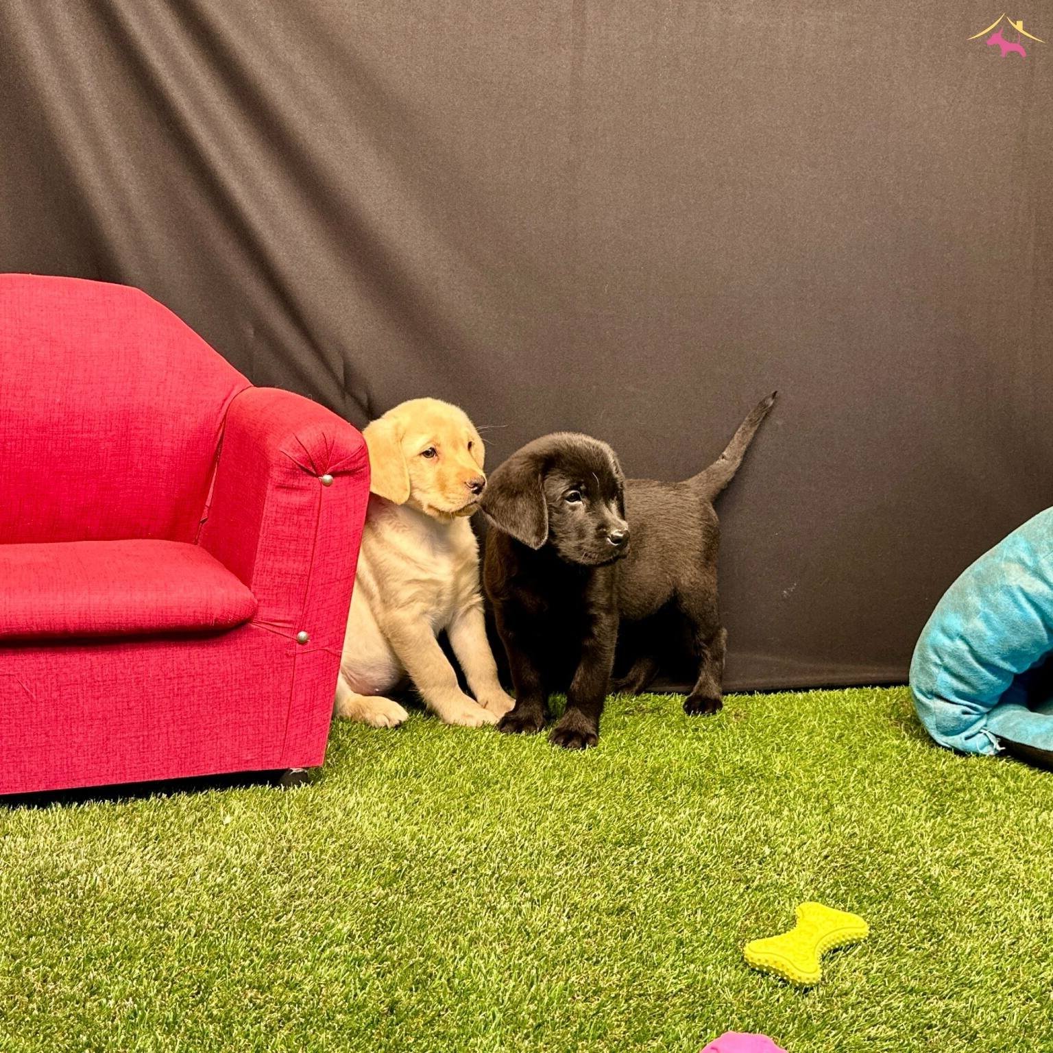 Birinci Sınıf Labrador Yavruları