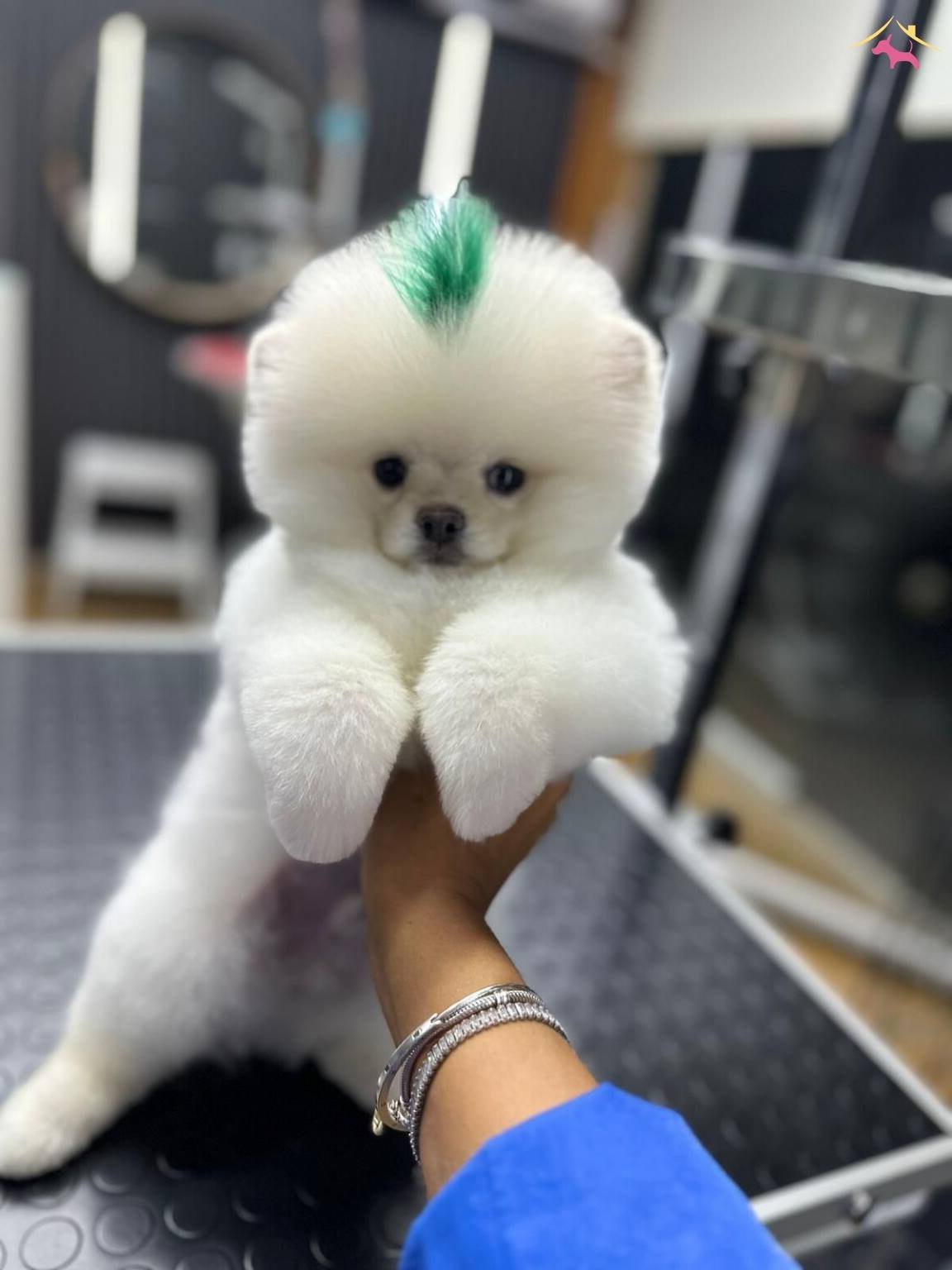 Istanbul Subemizdeayı Surat Garantili Teddy Bear Yavrularım