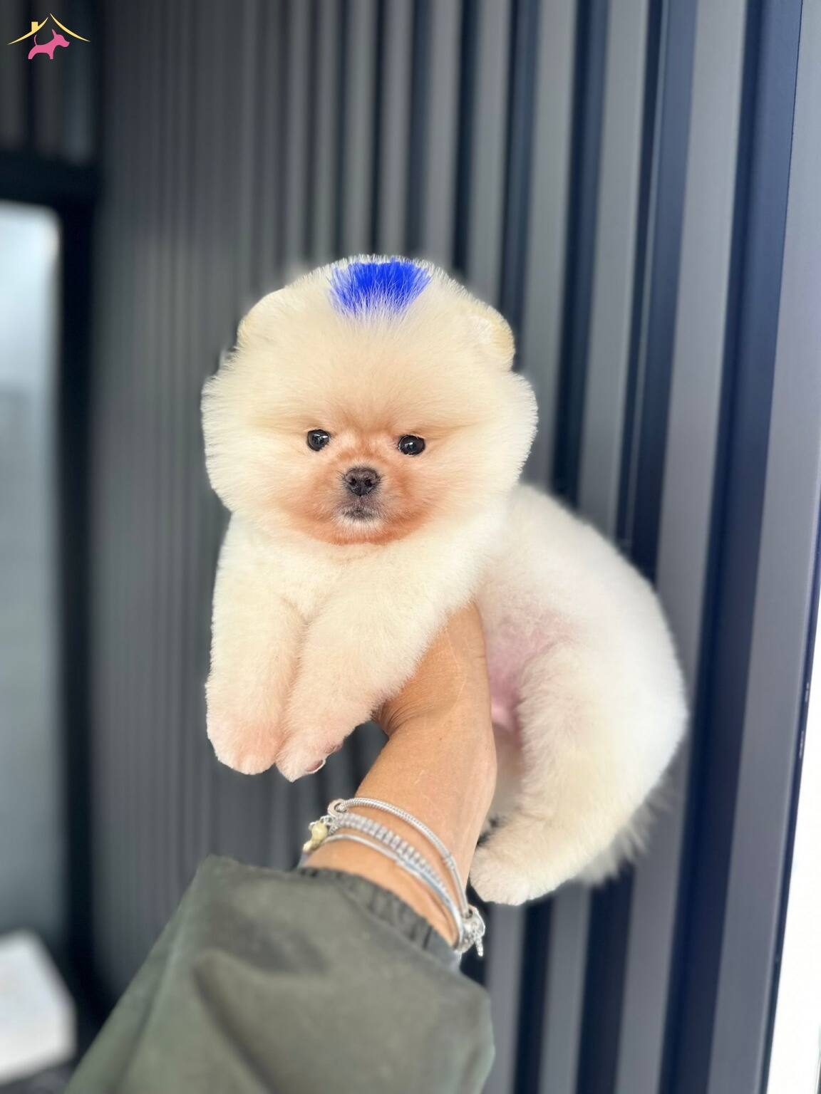 Yuzde Yüz Ayı Surat Ust Kalite Pomeranian Boo