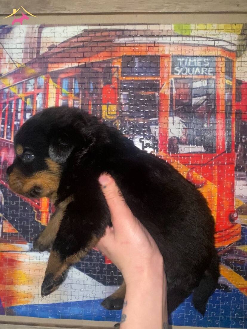 2 Aylk Rottweiler Yavrular