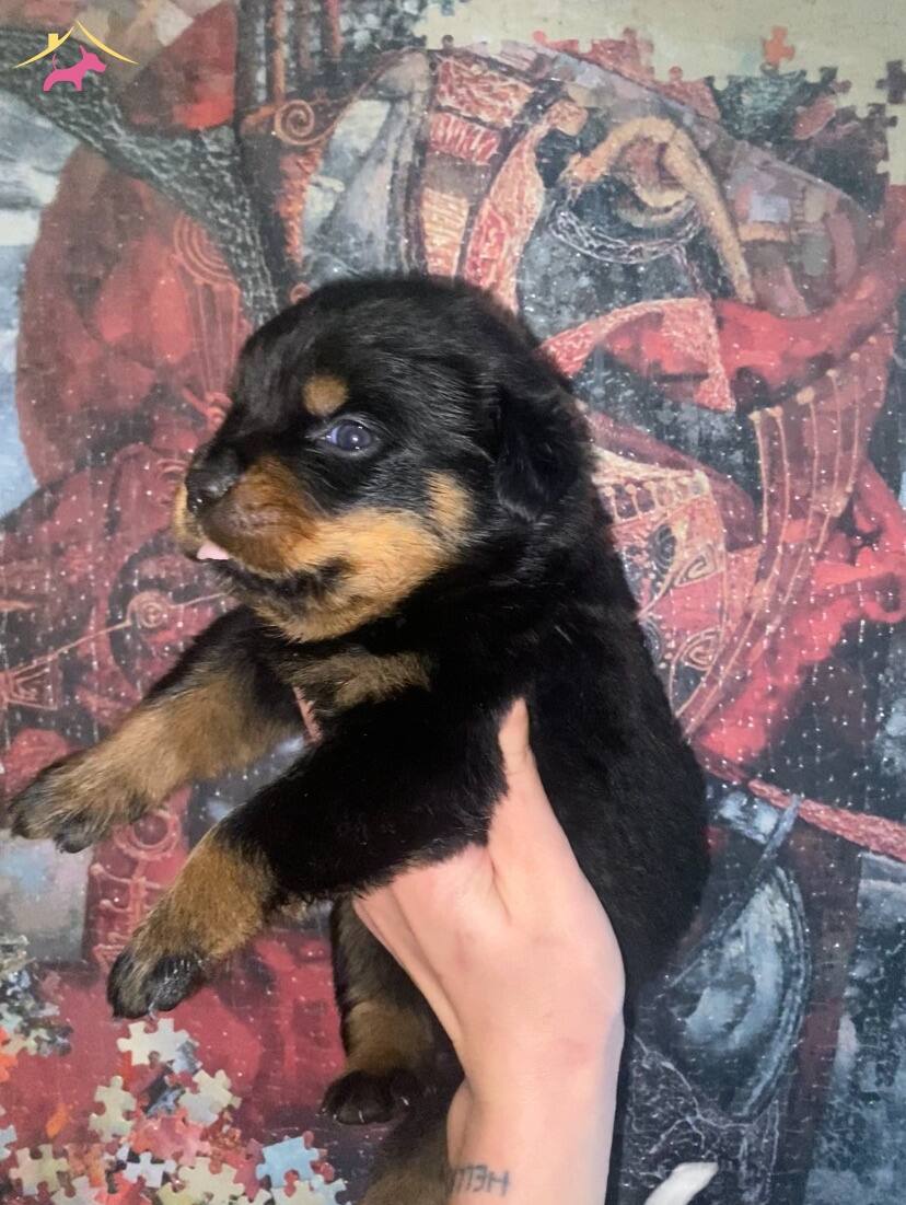 2 Aylk Rottweiler Yavrular