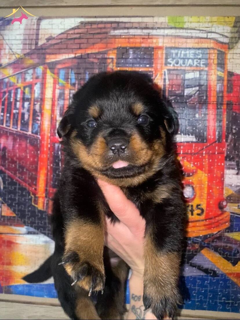 2 Aylk Rottweiler Yavrular