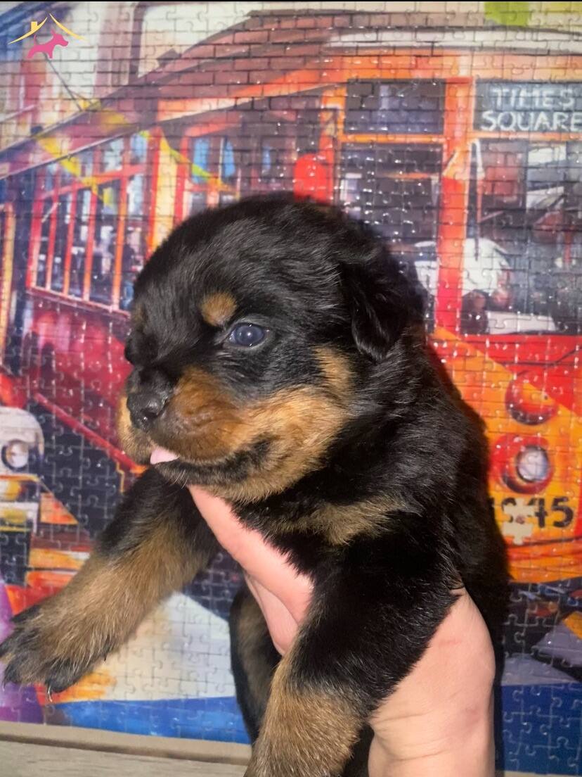 2 Aylk Rottweiler Yavrular