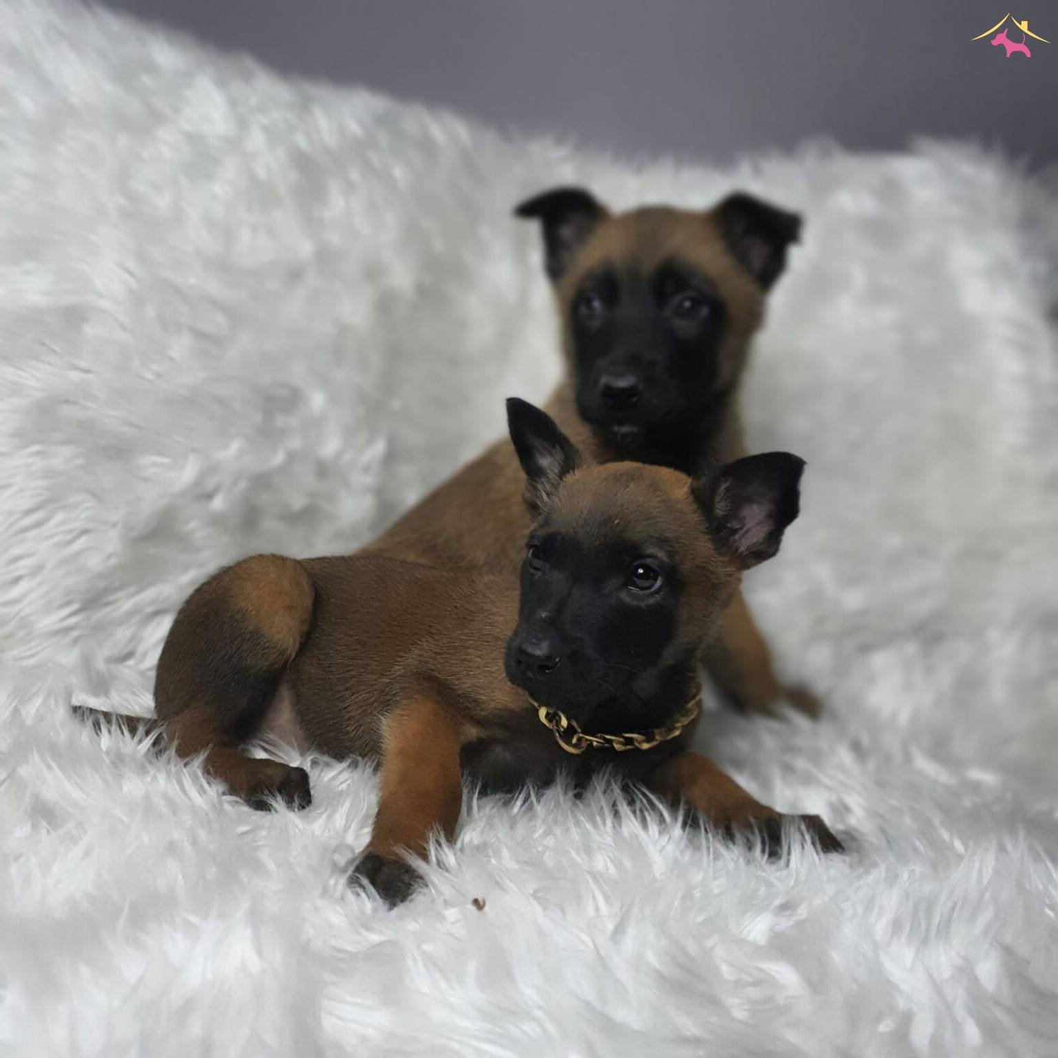 Irk Garantili Belçika Malinois Yavrularımiz...