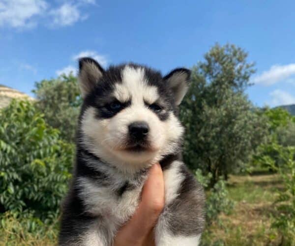 Irk Garantili Husky Yavrularımız