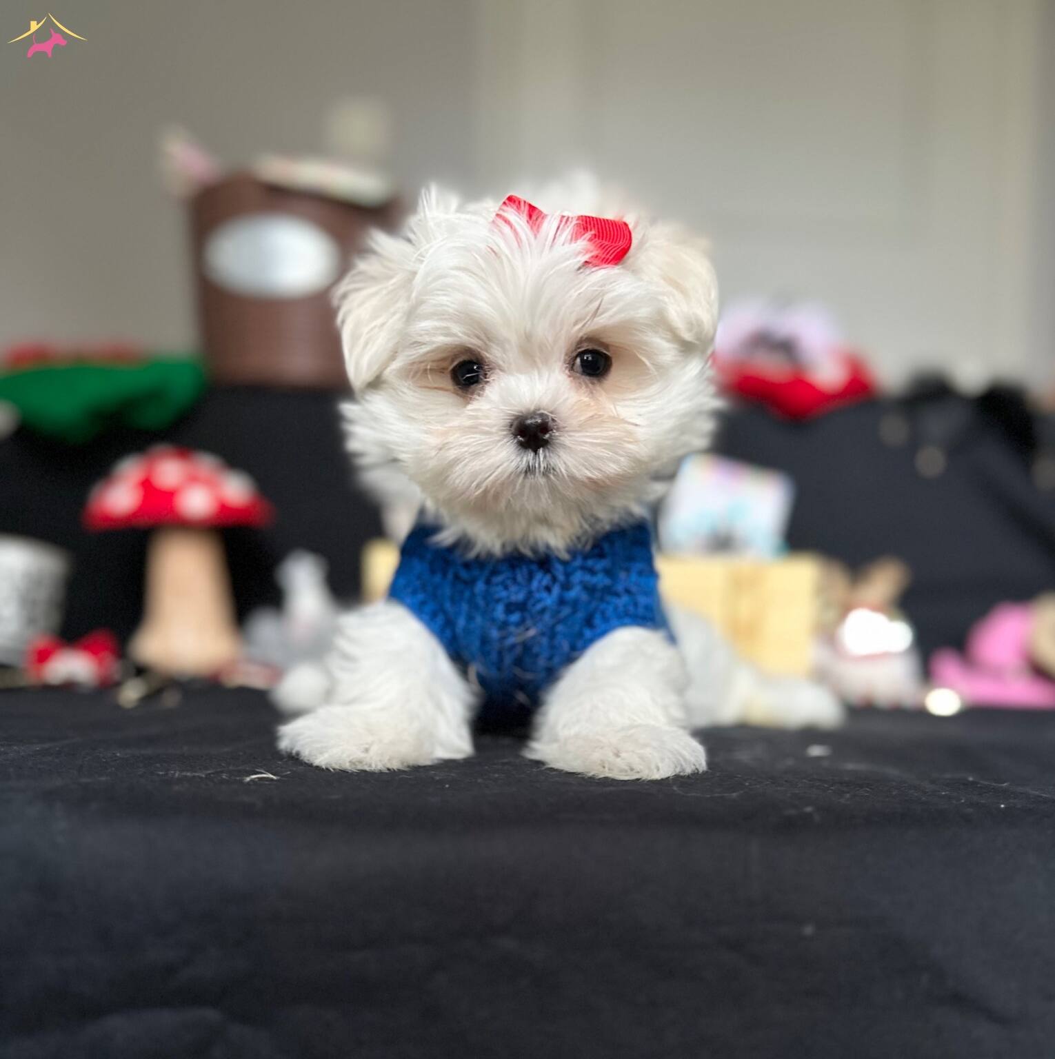Kore Kan Orijinal Maltese