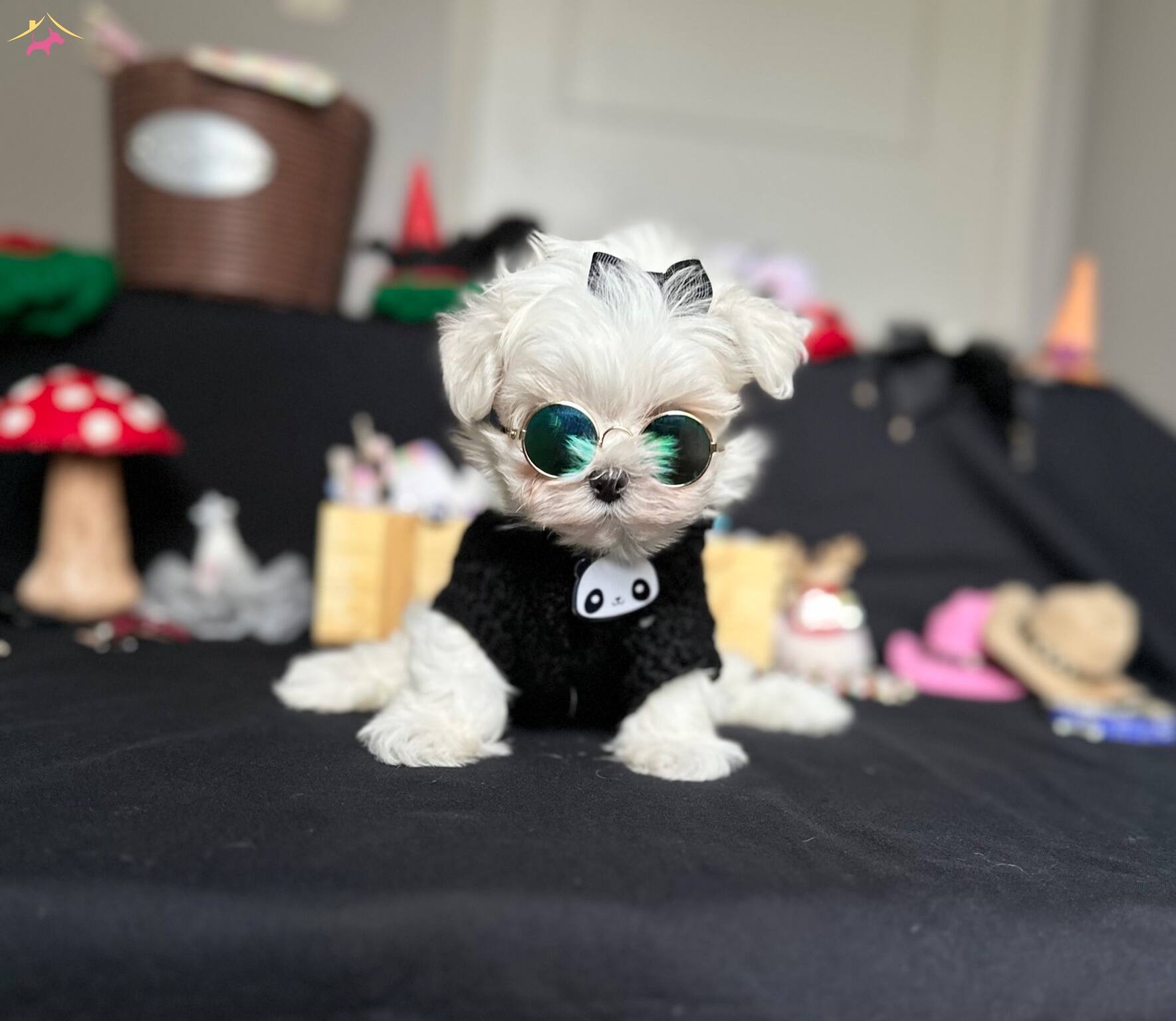 Teacup Maltese Yavrular Yeni Yuvasını Bekliyor